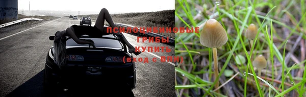 ПСИЛОЦИБИНОВЫЕ ГРИБЫ Беломорск